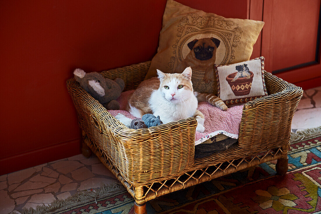 Myd Pet Geschaft -Myd Pet Geschaft 11069076 Katze in gemuetlichem Korb mit Kissen vor rot getoenter Wand