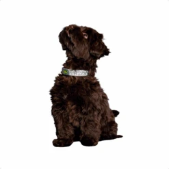 Hunter Convenience Reflect Glow Halsband -Myd Pet Geschaft 2uB3HwTqvgq5AWPhQZbQUmqdBuD6j0 metaSHVudGVyLUNvbnZlbmllbmNlLVJlZmxlY3QtR2xvdy1Db2xsYXItNC5wbmc