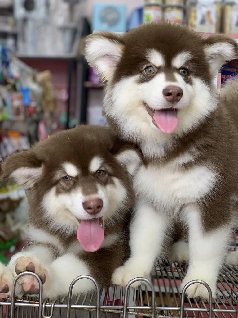 Myd Pet Geschaft -Myd Pet Geschaft 6 Mire Pet shop 3 768x1024 1