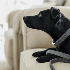 Kentucky Dogwear Hundehalsband Wool 32 Kentucky Dogwear Hundehalsband Wool -Myd Pet Geschaft AajpOmKS3gu5UO1Vb74wjZdvxkyh11 metaS2VudHVja3ktRG9nd2Vhci1Ib25kZW5oYWxzYmFuZC1Xb29sLWdyaWpzLWRldGFpbC5wbmc