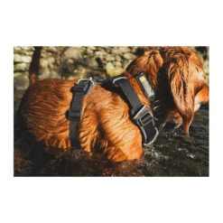 Ruffwear Front Range Harness -Myd Pet Geschaft CVGgngW5PZ2vF1tv1sQRqtwMa6zRIq metacnVmZndlYXIxLmpwZw