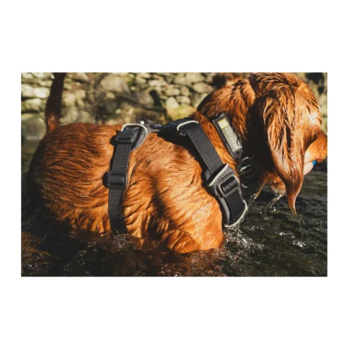 Ruffwear Front Range Harness 30 Ruffwear Front Range Harness -Myd Pet Geschaft CVGgngW5PZ2vF1tv1sQRqtwMa6zRIq metacnVmZndlYXIxLmpwZw