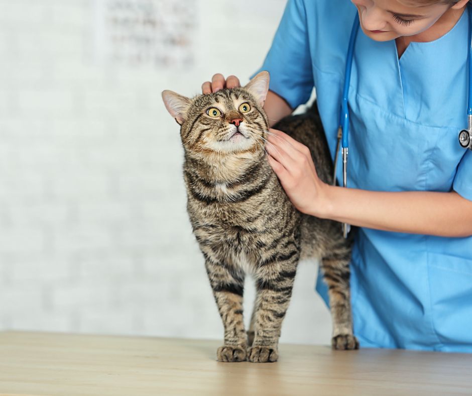 Myd Pet Geschaft -Myd Pet Geschaft Holistic Pet Care IBPSA