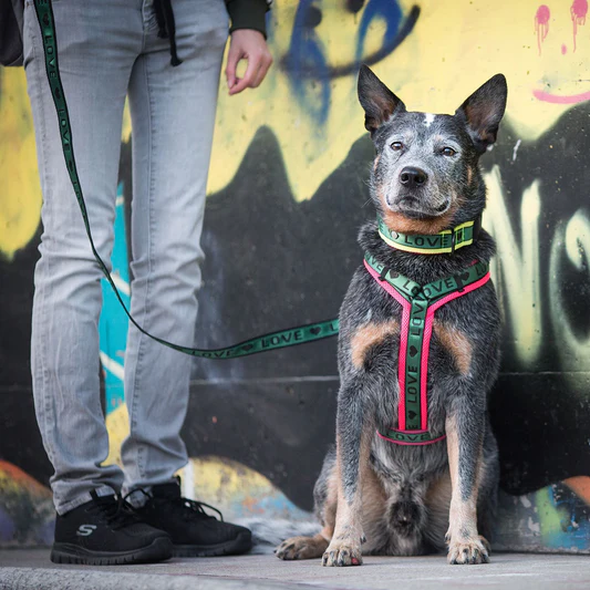 Myd Pet Geschaft -Myd Pet Geschaft Natz No Warweb