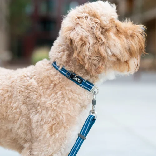 DOG Copenhagen Urban Style™ Halsband -Myd Pet Geschaft TsSdERGMOnqPKLK7IBsOYcyJbS5gP5 metaTGlmZXN0eWxlLVVyYmFuIFN0eWxlIENvbGxhcl8zLmpwZw