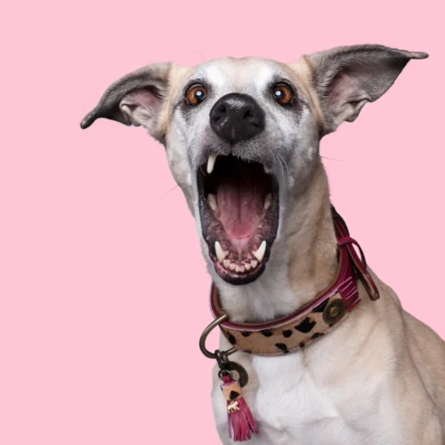 DWAM Halsband Lou Lou -Myd Pet Geschaft ZRSNChu3UwYzZhHDJ6rgtb4G8347bb metaRFdBTS1Mb3UtTG91LU5pZXV3LTYuanBn