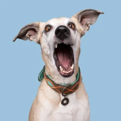 DWAM Halsband Joplin -Myd Pet Geschaft Zwu177UCDMupTN7X9AzqDer7GVTdKn metaRFdBTS1Kb3BsaW4tTmlldXctMi5qcGc