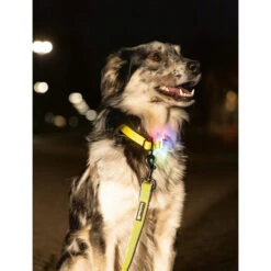 Beeztees Safety Gear Parinca Premium Halsband -Myd Pet Geschaft beeztees safety gear parinca premium halsband 215003 2000 none