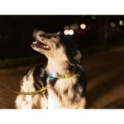 Beeztees Safety Gear Parinca Premium Hundeleine 13 Beeztees Safety Gear Parinca Premium Hundeleine -Myd Pet Geschaft beeztees safety gear parinca premium hondenriem 215048 2000 none