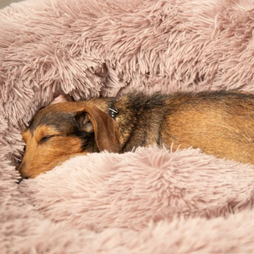 Beeztees Yali Plüsch-Donut-Bett -Myd Pet Geschaft beeztees yali pluche donutmand 216351 1000 none