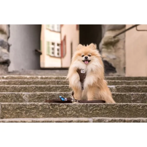 Curli Verstellbare Leine Nylon -Myd Pet Geschaft curli adjustable leash nylon 219396 2000 none