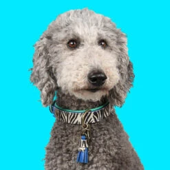 DWAM Halsband Dandy -Myd Pet Geschaft dwam halsband dandy 226182 1000 none