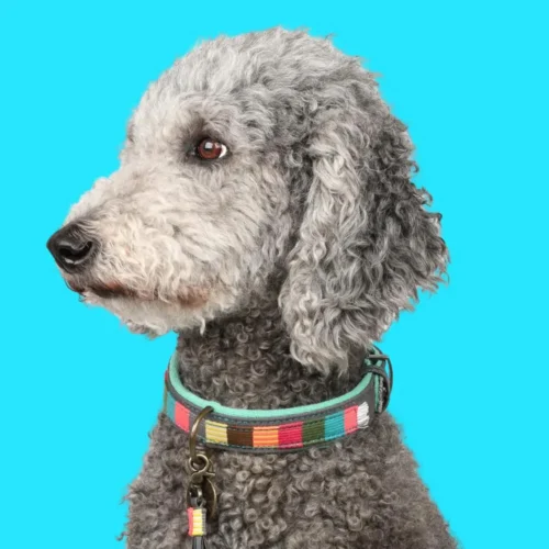 DWAM Halsband Herr & Frau Smith -Myd Pet Geschaft dwam halsband mr mrs smith 226258 1000 none