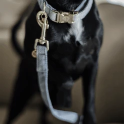 Kentucky Dogwear Hundeleine Wool 27 Kentucky Dogwear Hundeleine Wool -Myd Pet Geschaft ejrjoyb8lNCNJUWqzyDtR4feCTIyNI metaS2VudHVja3ktRG9nd2Vhci1Ib25kZW5saWpuLVdvb2wtbGljaHRibGF1dy1kZXRhaWwucG5n