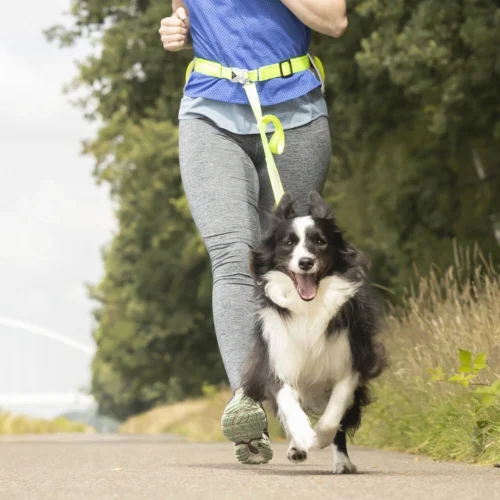 Flamingo Joggingleine Mit Hüftgurt LED -Myd Pet Geschaft flamingo jogginglijn met heupriem led 228845 1000 none