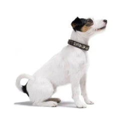 Hunter Halsband Arizona 11 Hunter Halsband Arizona -Myd Pet Geschaft hunter halsband arizona 116187 0500 none