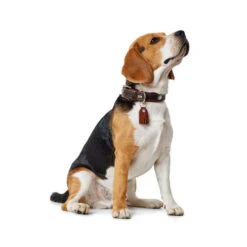 Hunter Halsband Cody -Myd Pet Geschaft hunter halsband cody 116499 0500 none