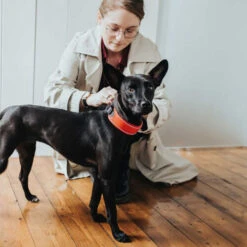 Hunter Halsband Divo -Myd Pet Geschaft hunter halsband divo 208013 0500 none