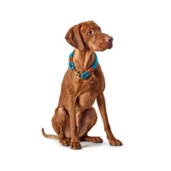 Hunter Halsband Oss -Myd Pet Geschaft hunter halsband oss 116343 0500 none