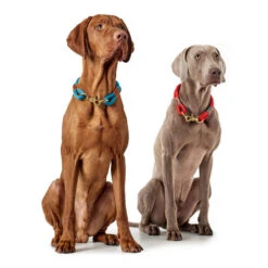 Hunter Halsband Oss -Myd Pet Geschaft hunter halsband oss 146099 0500 none