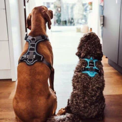 Hunter Geschirr Divo 10 Hunter Geschirr Divo -Myd Pet Geschaft hunter harnas divo donkerblauwgrijs 166906 1000 none