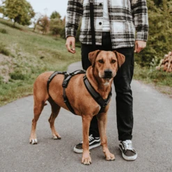 Hunter Sicherheitsgeschirr Maldon -Myd Pet Geschaft hunter veiligheidsharnas maldon 221547 1500 none