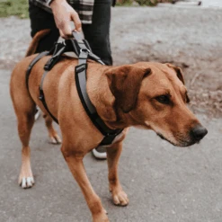 Hunter Sicherheitsgeschirr Maldon -Myd Pet Geschaft hunter veiligheidsharnas maldon 221553 1500 none