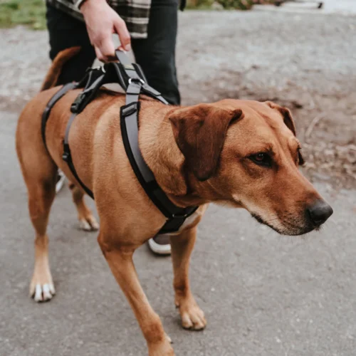 Hunter Sicherheitsgeschirr Maldon 22 Hunter Sicherheitsgeschirr Maldon -Myd Pet Geschaft hunter veiligheidsharnas maldon 221553 1500 none