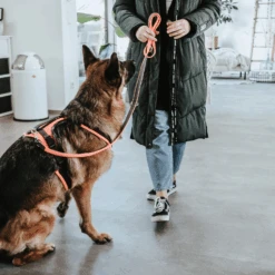 Hunter Sicherheitsgeschirr Maldon -Myd Pet Geschaft hunter veiligheidsharnas maldon 221557 1500 none