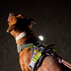 Hurtta - Geschirr Weekend Warrior - Neon Licorice -Myd Pet Geschaft hurtta weekend warrior harnas neon licorice 216597 2000 none