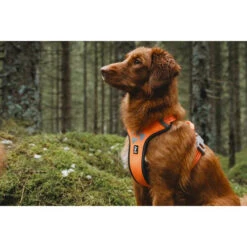 Hurtta Weekend Warrior Geschirr -Myd Pet Geschaft hurtta weekend warrior harness 189108 0500 none