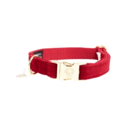 Kentucky Dogwear Corduroy Hundehalsband 10 Kentucky Dogwear Corduroy Hundehalsband -Myd Pet Geschaft kentucky dogwear corduroy hondenhalsband 219198 0500 none