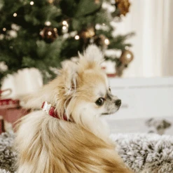 Kentucky Dogwear Corduroy Hundehalsband 15 Kentucky Dogwear Corduroy Hundehalsband -Myd Pet Geschaft kentucky dogwear corduroy hondenhalsband 219200 0500 none