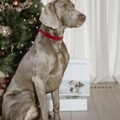 Kentucky Dogwear Corduroy Hundehalsband 16 Kentucky Dogwear Corduroy Hundehalsband -Myd Pet Geschaft kentucky dogwear corduroy hondenhalsband 219201 0500 none