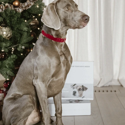 Kentucky Dogwear Corduroy Hundehalsband 8 Kentucky Dogwear Corduroy Hundehalsband – Bild 8