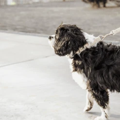 Kentucky Dogwear Hundeleine Wool 35 Kentucky Dogwear Hundeleine Wool -Myd Pet Geschaft kentucky dogwear hondenlijn wool 219683 0500 none