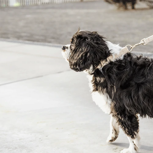 Kentucky Dogwear Hundeleine Wool 16 Kentucky Dogwear Hundeleine Wool – Bild 16