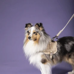 Kentucky Dogwear Hundeleine Wool 37 Kentucky Dogwear Hundeleine Wool -Myd Pet Geschaft kentucky dogwear hondenlijn wool 219684 0500 none