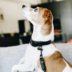 Kentucky Dogwear Soft Rubber Hundehalsband 17 Kentucky Dogwear Soft Rubber Hundehalsband -Myd Pet Geschaft kentucky dogwear soft rubber hondenhalsband 219264 0500 none