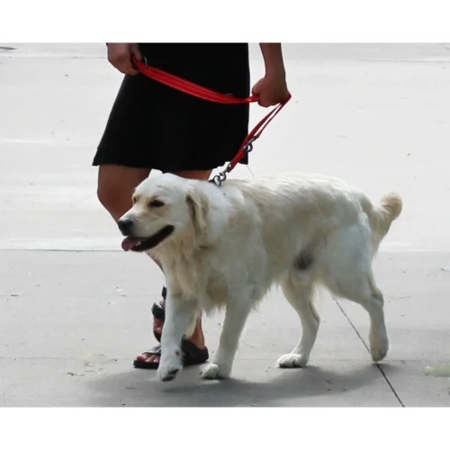 KONG Adjustable Leash - Schwarz -Myd Pet Geschaft kong adjustable leash zwart 176941 1000 none