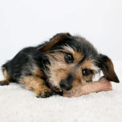 KONG ChewStix Ultra Stick -Myd Pet Geschaft kong chewstix ultra stick 180856 1000 none