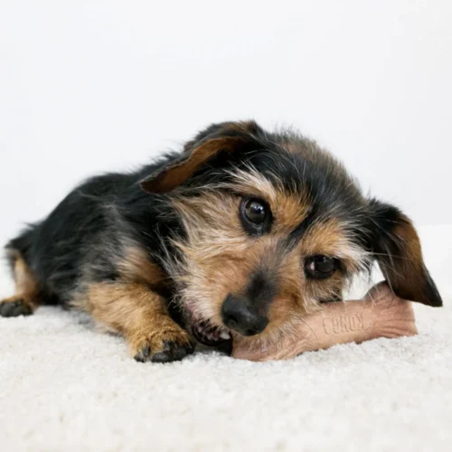 KONG ChewStix Ultra Stick -Myd Pet Geschaft kong chewstix ultra stick 180856 1000 none