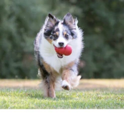 KONG Classic 18 KONG Classic -Myd Pet Geschaft kong classic 98645 0500 none