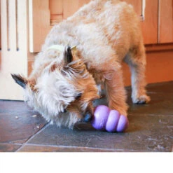 KONG Senior -Myd Pet Geschaft kong senior 98876 0500 none