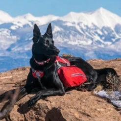 Kurgo Baxter-Rucksack -Myd Pet Geschaft kurgo baxter backpack 222793 0500 none