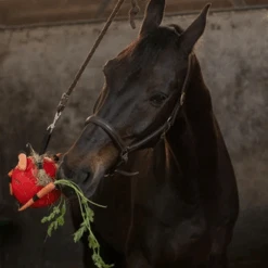 Maximus Fun Play Ball Für Pferde 14 Maximus Fun Play Ball Für Pferde -Myd Pet Geschaft maximus fun play ball voor paarden 207833 0500 none