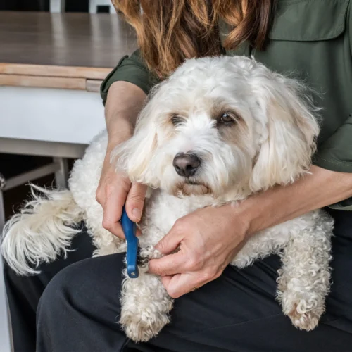 Mikki Doodle De-Matter -Myd Pet Geschaft mikki doodle de matter 194483 2000 none