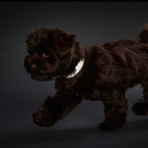 Hunter Convenience Reflect Glow Halsband 8 Hunter Convenience Reflect Glow Halsband -Myd Pet Geschaft nCoZQ5Dq8hdu4BjUxrwH0LnukE8oZI metaSHVudGVyLUNvbnZlbmllbmNlLVJlZmxlY3QtR2xvdy1Db2xsYXItMy5wbmc