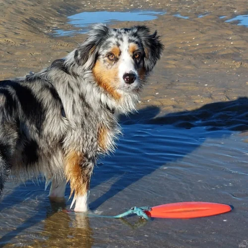 Nobby TPR Lifeboard Mit Seil 6 Nobby TPR Lifeboard Mit Seil -Myd Pet Geschaft nobby tpr lifeboard met touw 228231 1000 none