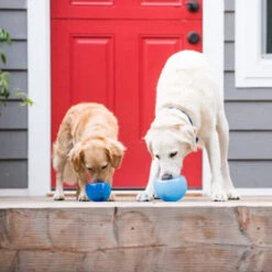 Outward Hound Orbee-Tuff Lil’ Snoop Toy 18 Outward Hound Orbee-Tuff Lil’ Snoop Toy -Myd Pet Geschaft orbee tuff lil snoop toy 203408 0500 none